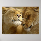 Poster de Lionesses (Devant)