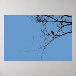 Poster de Little Black Bird