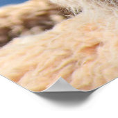 Poster de Llama (Coin)