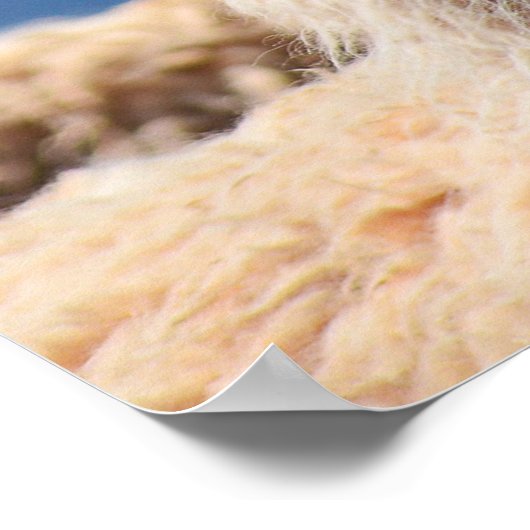 Poster de Llama (Coin)