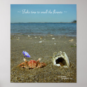 Poster de l'océan de crabe de fleurs