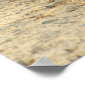 Poster de l'oie avec oies (Coin)