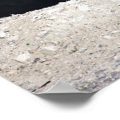 Poster de l'Oie canadienne avec bébés (Coin)