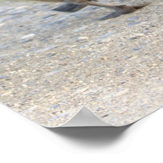 Poster de l'Oie de Bébé (Coin)