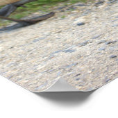 Poster de l'Oie de Bébé (Coin)