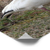 Poster de l'Oie des neiges (Coin)