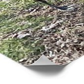 Poster de l'Oie du Canada (Coin)