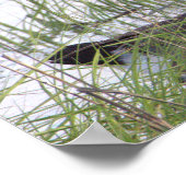 Poster de l'Oie du Canada (Coin)