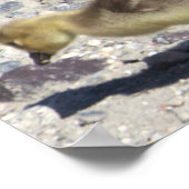 Poster de l'Oie du Canada pour bébés (Coin)