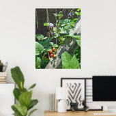 Poster de l'ombre douce-amère (Solanum dulcamara) (Bureau à domicile)