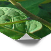 Poster de l'ombre douce-amère (Solanum dulcamara) (Coin)