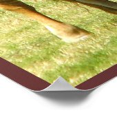 Poster de Longhorn Cattle Texas (Coin)