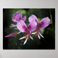 Poster de l'orchidée