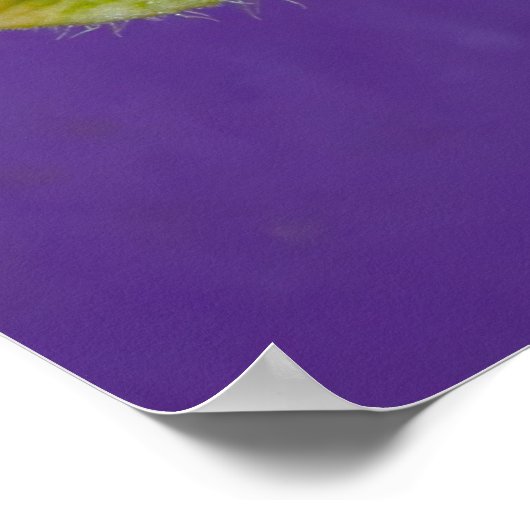 Poster de l'orchidée à chandelle blanche et verte (Coin)