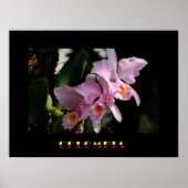 Poster de l'orchidée de Cattleya (Devant)