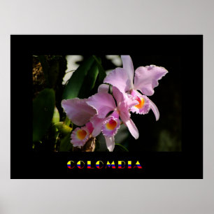 Poster de l'orchidée de Cattleya