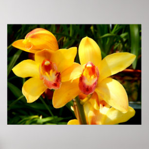 Poster de l'orchidée du Cymbidium jaune