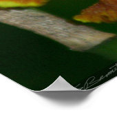 Poster de l'orchidée papillon -24x36 -autres taill (Coin)