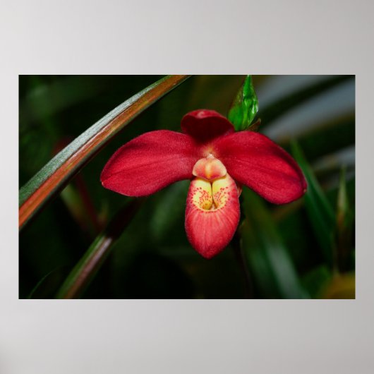 Poster de l'orchidée Ruby Red Lady Slipper (Devant)