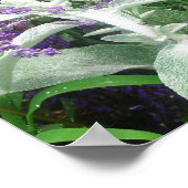 Poster de l'oreille des agneaux de salvia et du La (Coin)