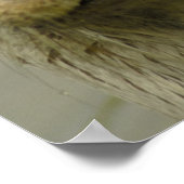 Poster de l'Otter de la rivière Giant (Coin)