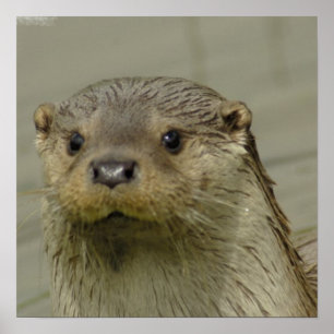 Poster de l'Otter de la rivière Giant