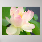 poster de lotus (Devant)