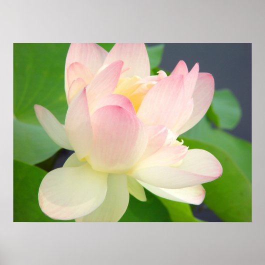 poster de lotus (Devant)