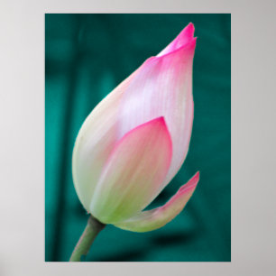 Poster de Lotus Bud Tranquillité