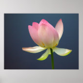 Poster de Lotus Flower (Devant)