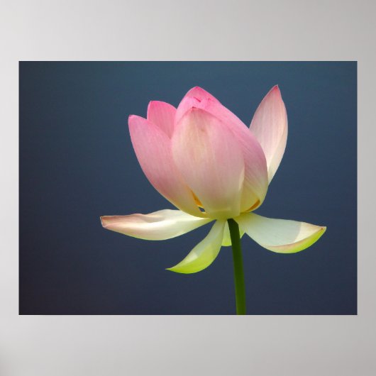 Poster de Lotus Flower (Devant)