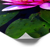 Poster de lotus tôt le matin (Coin)