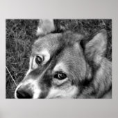 Poster de loup (noir et blanc) (Devant)