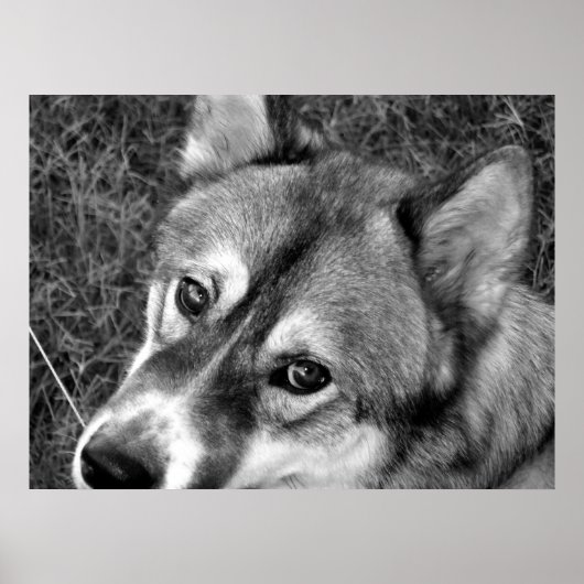 Poster de loup (noir et blanc) (Devant)