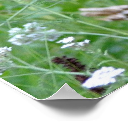 Poster de l'ours (Coin)