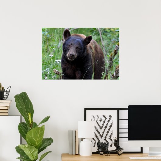 Poster de l'ours (Bureau à domicile)