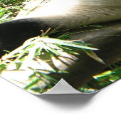 Poster de l'ours géant Panda (Coin)