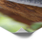 Poster de l'ours Koala (Coin)