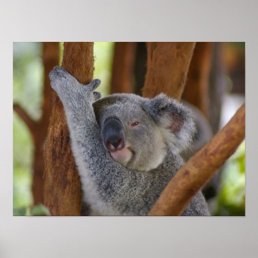 Poster de l'ours Koala (Devant)