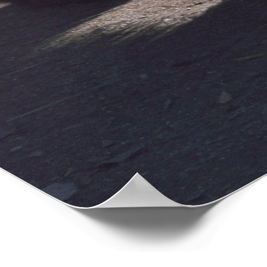 Poster de l'ours noir (Coin)