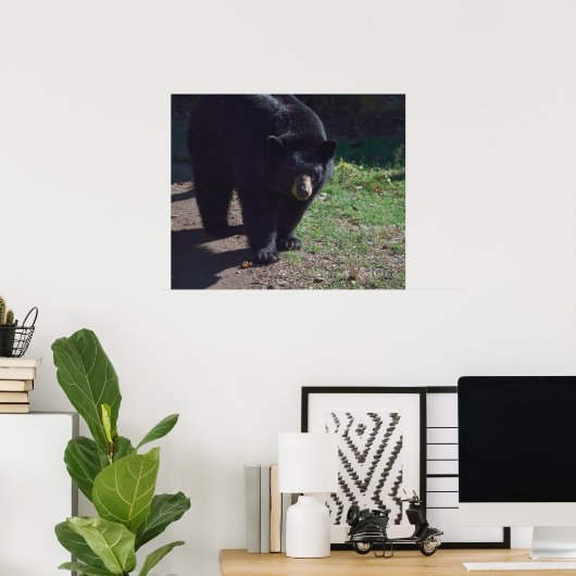 Poster de l'ours noir (Bureau à domicile)