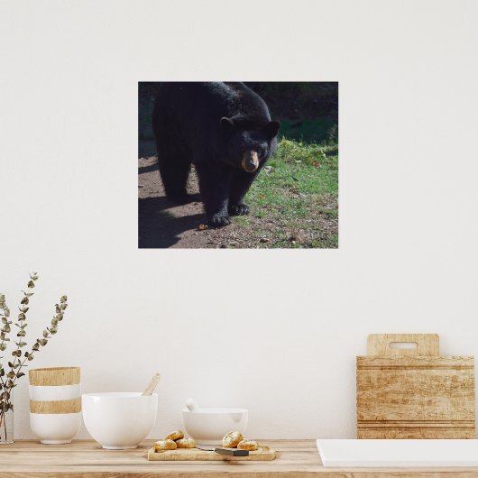 Poster de l'ours noir (Cuisine)