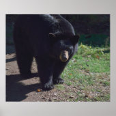 Poster de l'ours noir (Devant)