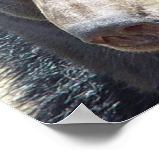 Poster de l'ours noir (Coin)