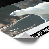 Poster de l'ours polaire (Coin)