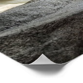 Poster de l'ours polaire (Coin)