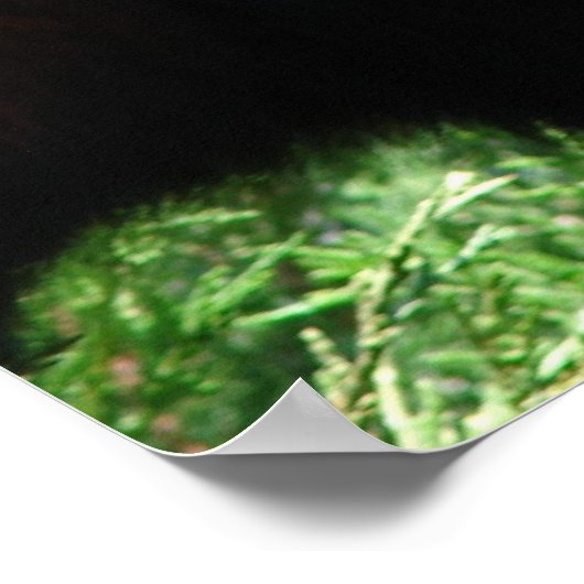 Poster de l'ours rouge Panda (Coin)