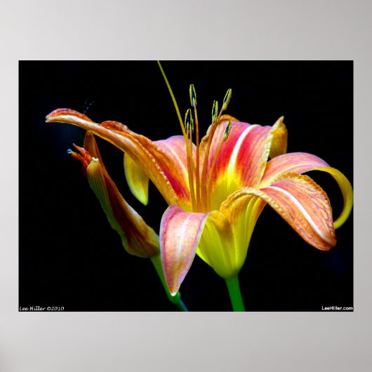 Poster de Lovely Tawny Daylily II (Devant)