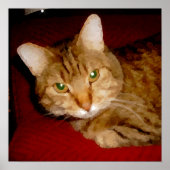 Poster de Lucy Kitty (Devant)