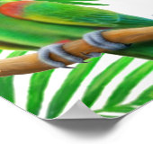 Poster de Macaw Jungle (Coin)